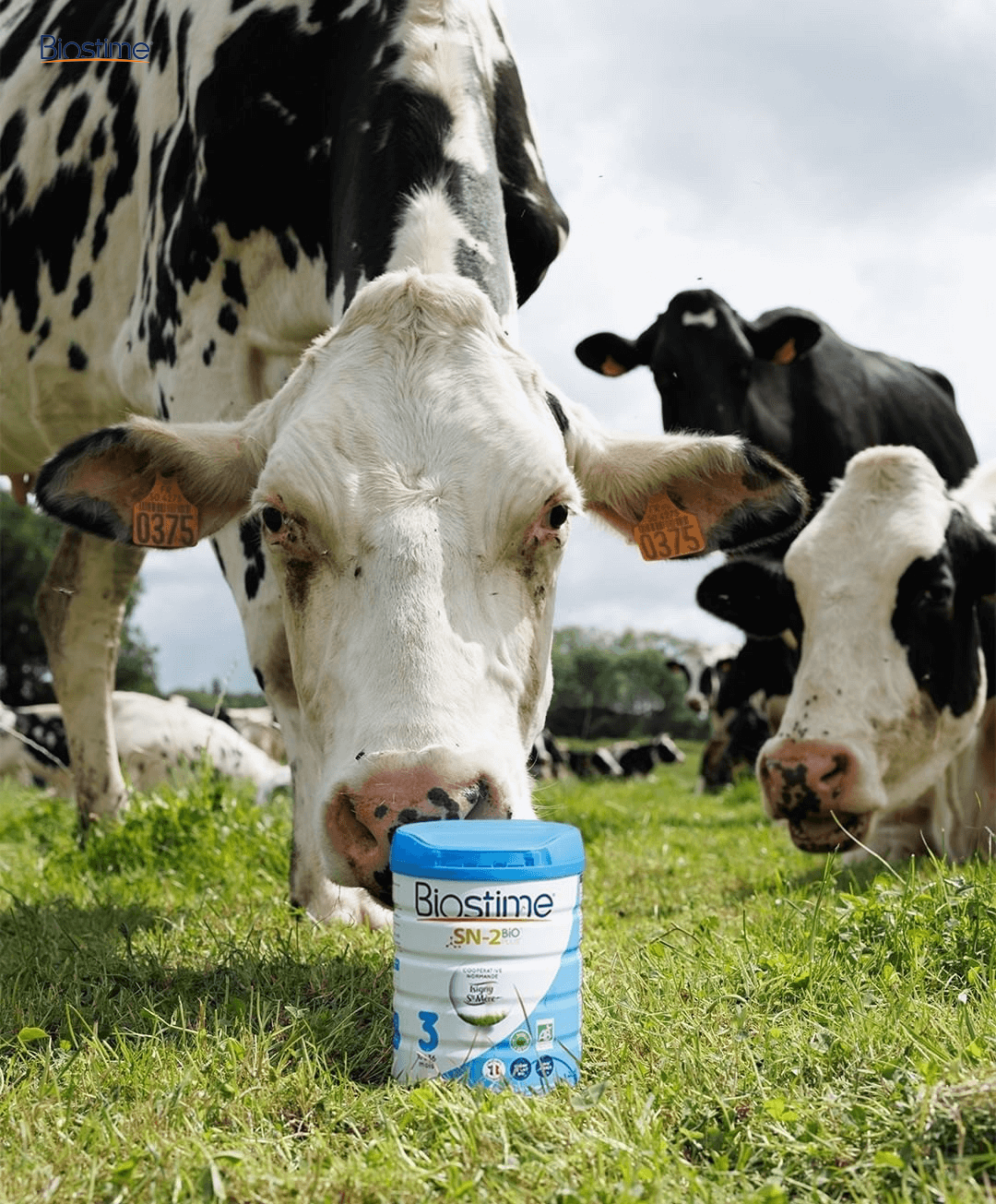 Sữa Bò Organic Úc