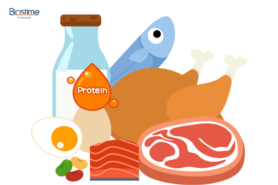 Gợi ý các loại thực phẩm bổ sung protein cho cơ thể hiệu quả 5 Protein đóng vai trò thiết yếu trong nhiều chức năng sống