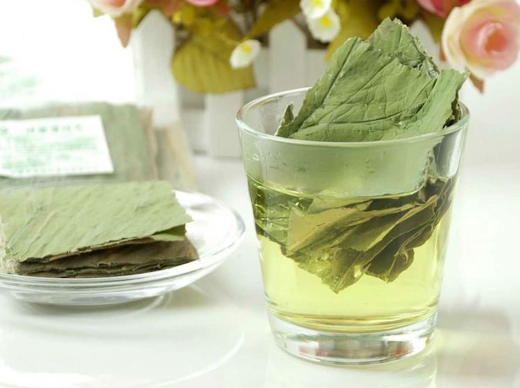 Uống lá sen có giảm mỡ máu không? Gợi ý cách sử dụng 7 Uống lá sen có giảm mỡ máu an toàn, hiệu quả
