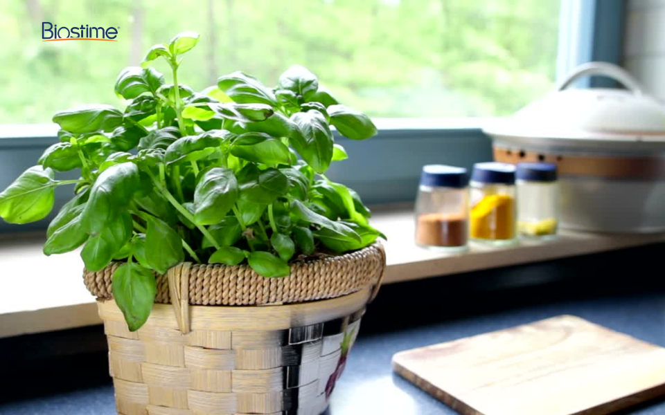 Mách bạn 10 công dụng của rau húng quế mang lại cho sức khỏe 6 Rau húng quế có nhiều công dụng cho cơ thể