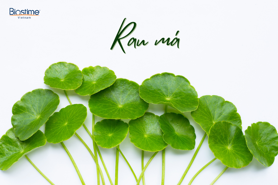Công dụng của rau má và những lưu ý quan trọng 5 Công dụng của rau má có khả năng thanh nhiệt, giải độc