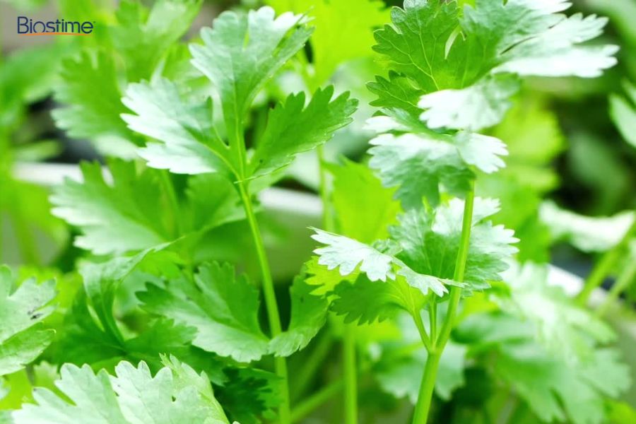 Công dụng của rau mùi đối với sức khỏe và cách sử dụng