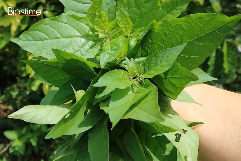 Công dụng của rau tầm bóp và các bài thuốc tốt cho sức khỏe 7 Công dụng của rau tầm bóp đã được công nhận trong y học cổ truyền