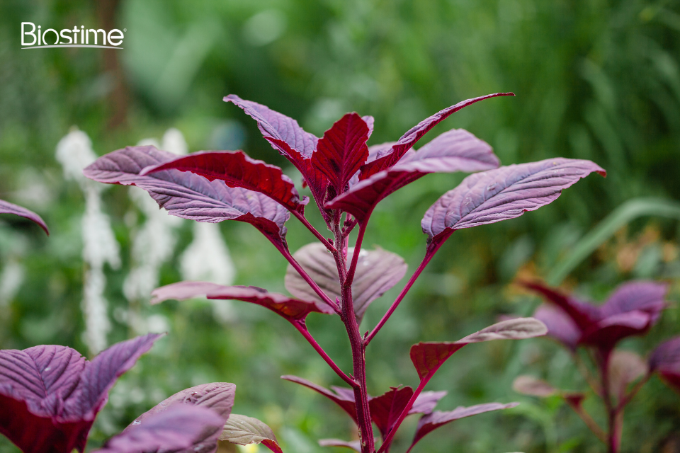 Rau dền có nhiều công dụng với sức khỏe con người